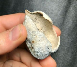 Rare 2.  03 " Complete Fossilized Whale Ear Bone Fossil Sharks Necklace Jaws