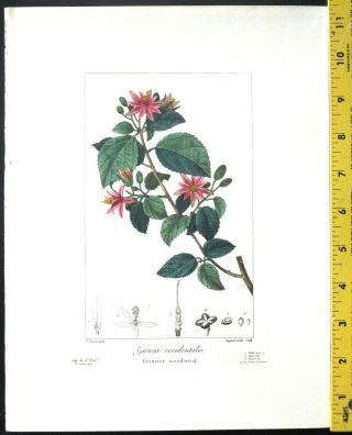 Bessa,  P.  Flore Des Jardiniers,  Grevia Occidentalis,  Handc.  Engraving,  Ca.  1836