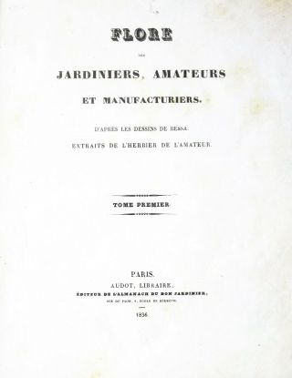 Bessa,  P.  Flore des Jardiniers,  Grevia occidentalis,  handc.  Engraving,  ca.  1836 2
