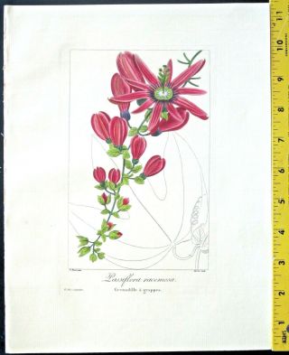 Bessa,  P.  Flore Des Jardiniers,  Passiflora Racemosa,  Handc.  Engraving,  Ca.  1836