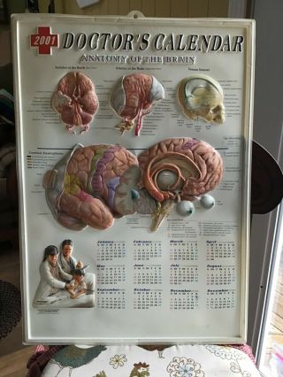Vintage Human Head Brain Skull Anatomy Print Medical Poster Doctors Office Decor