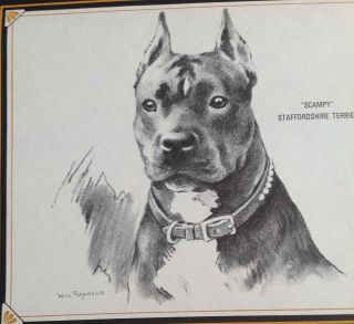 1981 Rare Named Staffordshire Bull Terrier Dog Calendar Page Art Will Rannells