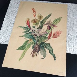 Rare Antique 1880 ' s A.  Jacobi Color Pencil Sketch Art of Flowers 2