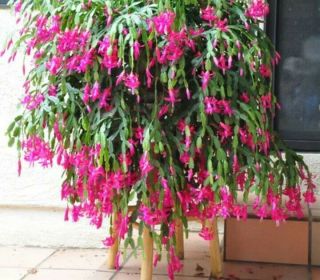 Schlumbergera Unrooted Cuttings (red - Pink And Magenta) Rare Christmas Cactus