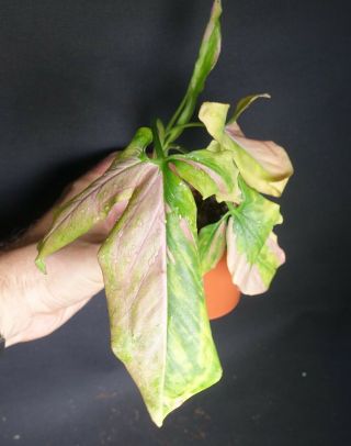 Big Syngonium Red Spot - Rare Variegated Aroid,  Philodendron/monstera Companion