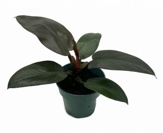 Rare Black Cardinal Philodendron 4 " Pot - Easy Grow House Plant - Collector 