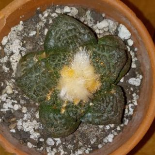 Ariocarpus Fissuratus Godzilla Hybrid.  Rare Own Root Seedling Cactus Plant.