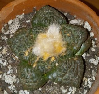 Ariocarpus fissuratus Godzilla Hybrid.  Rare own root seedling cactus plant. 3