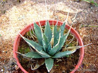 Rare Agave Utahensis Eborispina @j@ Exotic Succulent Cactus Seed Aloe 50 Seeds