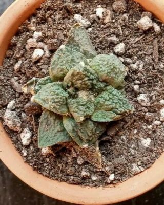 Ariocarpus Godzilla Rare Cactus Plant.  Own Root Seedling Shown In A 3 " Pot