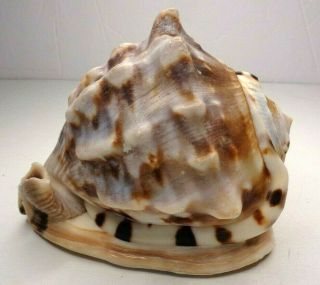 Vintage Unique Conch Sea Shell Pacific North Coast Ca 5 " Rare 1.  2 Lbs.