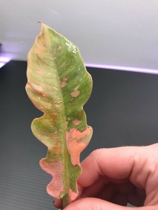 Philodendron " Ring Of Fire " Rare Cutting Similar To Caramel Marble Pink