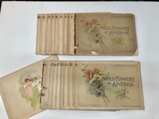 Rare Antique Wild Flowers Of America,  Botanical Fine Art Weekly 1894 18 Booklets