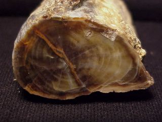 Rw Rare.  " Petrified Wood Limb " From Eagles Net,  Oregon