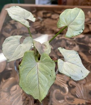 Rare Variegated Syngonium Green Splash Rooted Aroids Tropical Indoor Plant