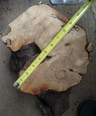 Hawaiian Sandalwood Iliahi Root Bowl Blank Rare Wood 9 " X 5 "