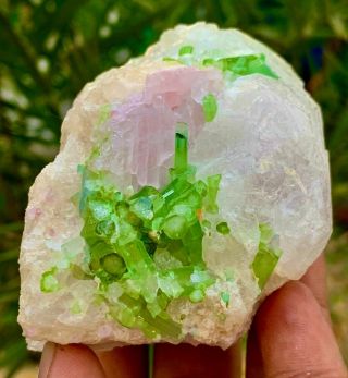 1996 C.  T 100 Natural Rare Etched Polocite W/ Kunzite & Tourmaline Combined.