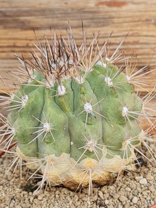 Copiapoa Cinerascens Intermedia Rare Type On Roots Pot 8 Cm Cactus