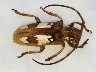 Very Rare Cerambycidae Mymocalothyrza Speyeri Male Cameroon