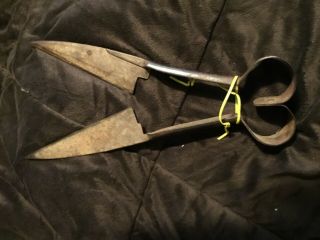Vintage Antique Wool Sheep Goat Metal Shears Scissors 14inches Long Patina