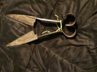 Vintage Antique Wool Sheep Goat Metal Shears Scissors 14inches Long Patina 2