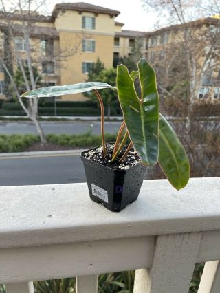 Philodendron Billietiae Rooted In 4” Pot (rare Aroid) - Usps Insured (d)