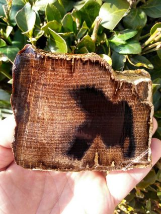 Rare Face Cut Swartz Canyon Petrified Wood Oak Rings Prineville Oregon 1lb 5.  4oz