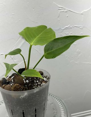 Aroid - Anthurium Vietchii - Rare Species - Well Rooting Young Plant