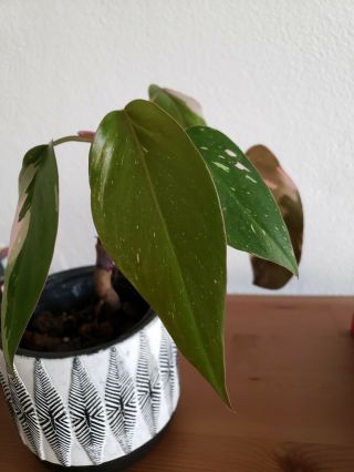 Rare Variegated Philodendron Pink Princess Plant Not Monstera Anthurium
