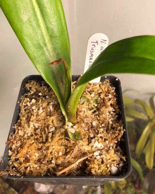 Nepenthes ' Sabre ' (ventricosa X trusmadiensis) EP - Rare Rooted Cutting 2