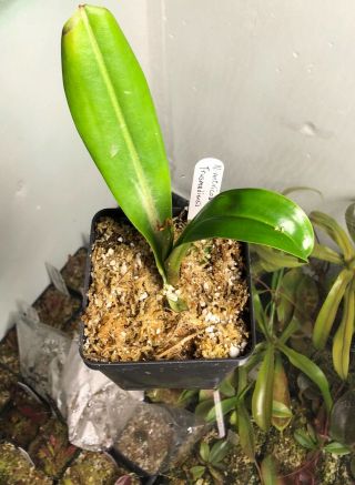 Nepenthes ' Sabre ' (ventricosa X trusmadiensis) EP - Rare Rooted Cutting 3