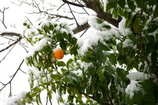Rare - Cold Hardy Citrus - Honey Changsha Mandarin - 5 Fresh Seeds
