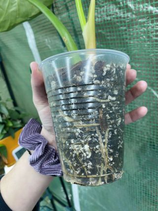 Philodendron pastazanum rare aroid collector’s plant 3