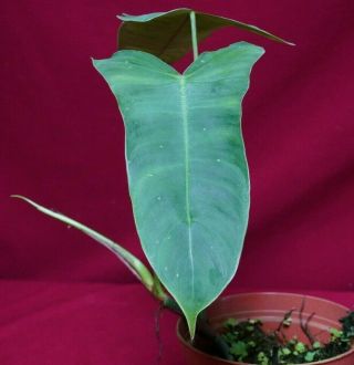 Philodendron Sharoniae Rare Aroid Terrarium Plant Monstera Anthurium