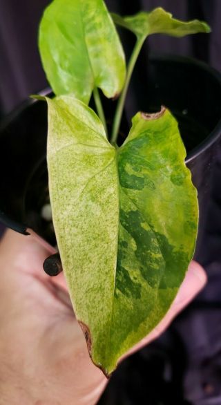 Syngonium Faustina Varigated 14,  Not Monstera,  Or Philodendron,  Rare,  Aroid