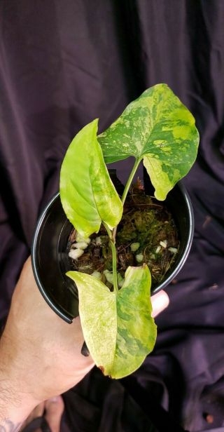Syngonium faustina varigated 14,  not monstera,  or philodendron,  rare,  aroid 2