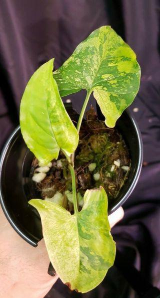 Syngonium faustina varigated 14,  not monstera,  or philodendron,  rare,  aroid 3