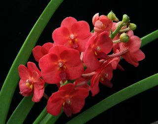 Vanda Ascosenda “fiftieth State Beauty " Orchid Seedlings,  Floriferous,  Rare
