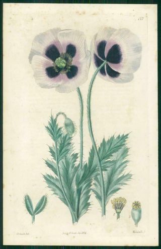 1823 Antique Botanical Print - Papaver Setigerum Bristle Pointed Poppy (sb172)