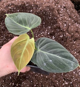 Melanochrysum Rooted Plant Rare Aroid Black Gold Philodendron Collectors Plant