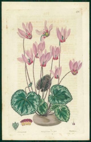 1823 Antique Botanical Print - Cyclamen Europaeum Sweet Scented European (sb176)