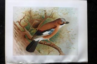 Butler 1908 Antique Bird Print.  Jay 96