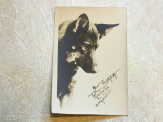 Xxx Rare 1930 Rin Tin Tin Photo German Shepard Dog Ken L Ration Dog Food