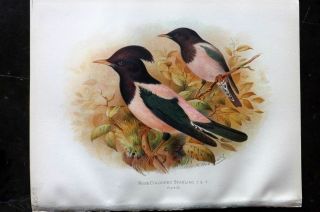 Butler 1908 Antique Bird Print.  Rose - Coloured Starling 93