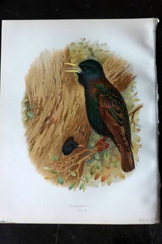 Butler 1908 Antique Bird Print.  Starling 92