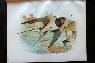 Butler 1908 Antique Bird Print.  Swallow 65