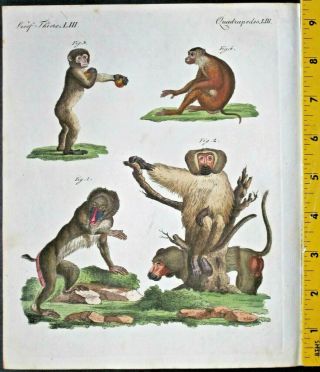 Apes&monkeys,  Simia Mormon,  S.  Hamadryas,  Bertuch,  Bilderbuch,  Handc.  Engravi.  Ca.  1795