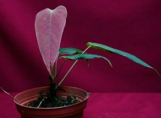 Anthurium Tremulum Seedling Rare Velvet Aroid Terrarium Plant
