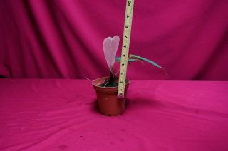Anthurium Tremulum Seedling Rare Velvet Aroid Terrarium Plant 2