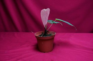 Anthurium Tremulum Seedling Rare Velvet Aroid Terrarium Plant 3